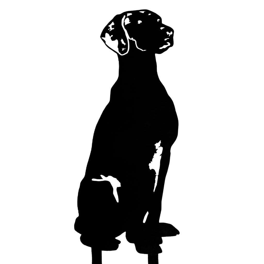 Vizsla