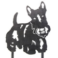 Scottish Terrier