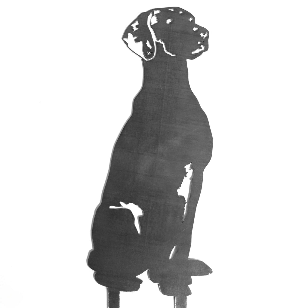 Vizsla