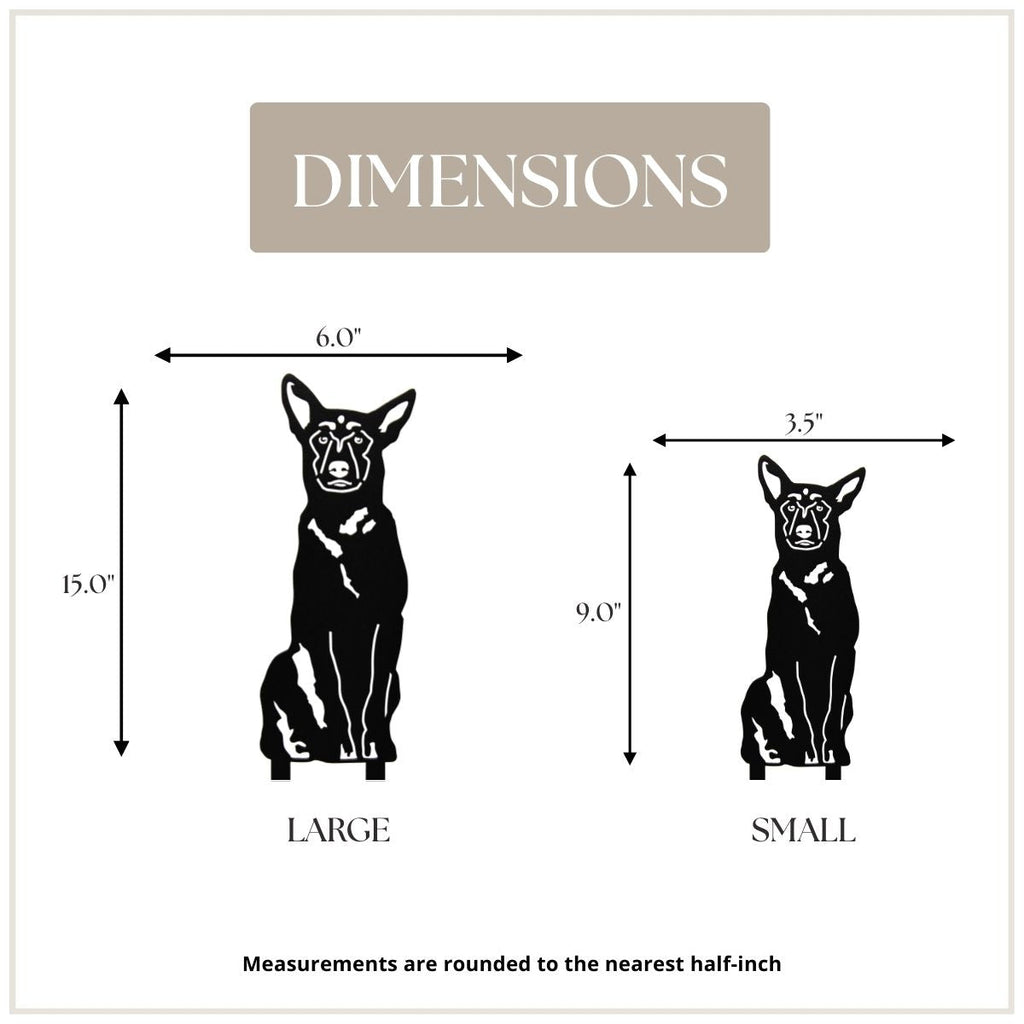 Belgian Malinois