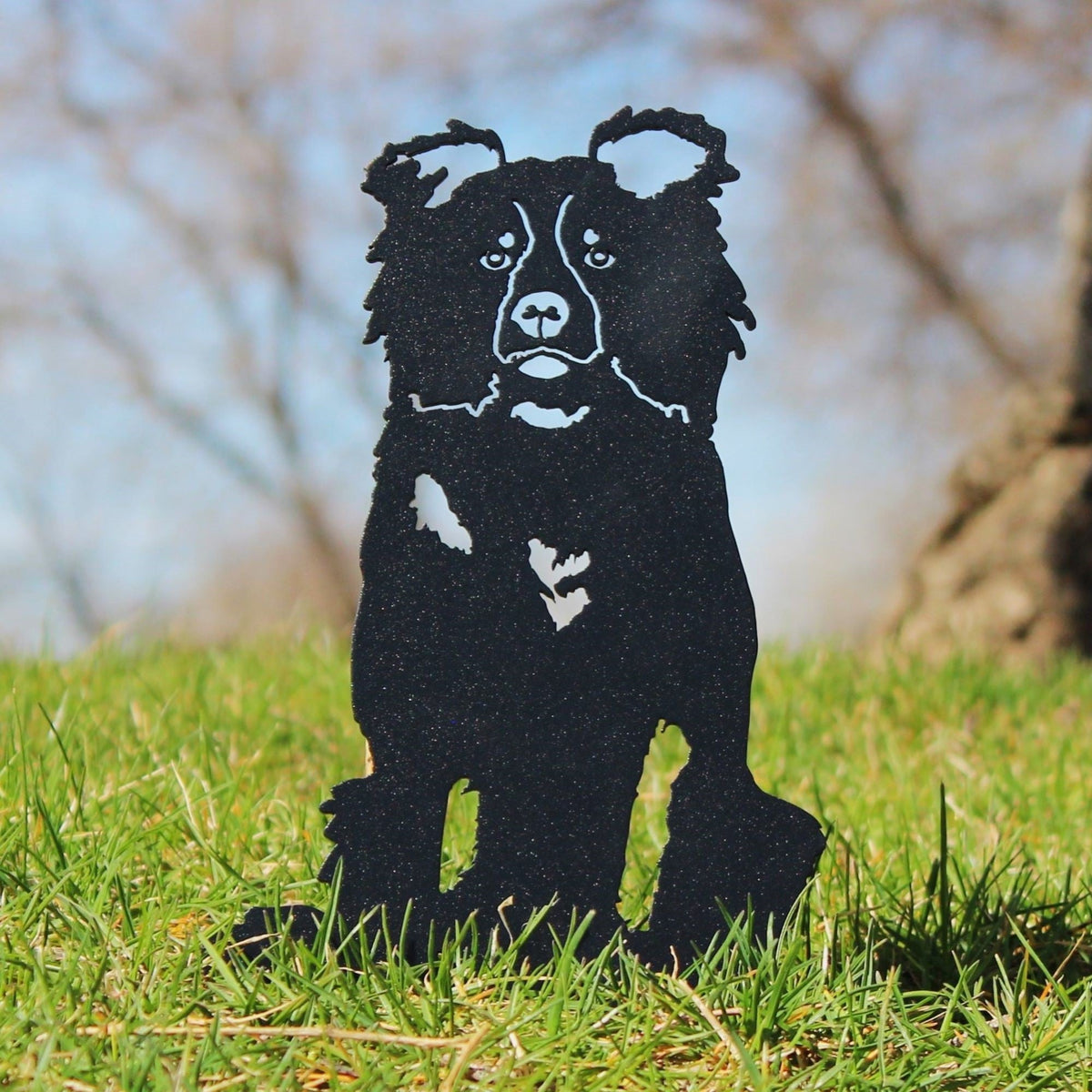 Border Collie