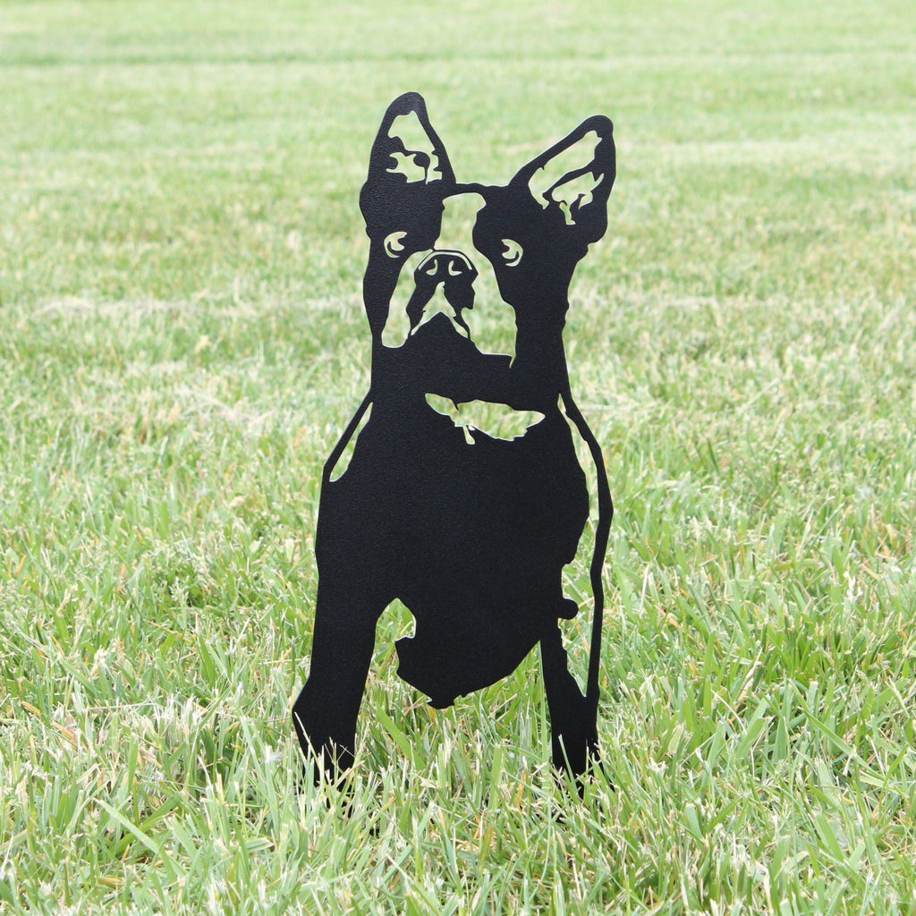 Boston Terrier