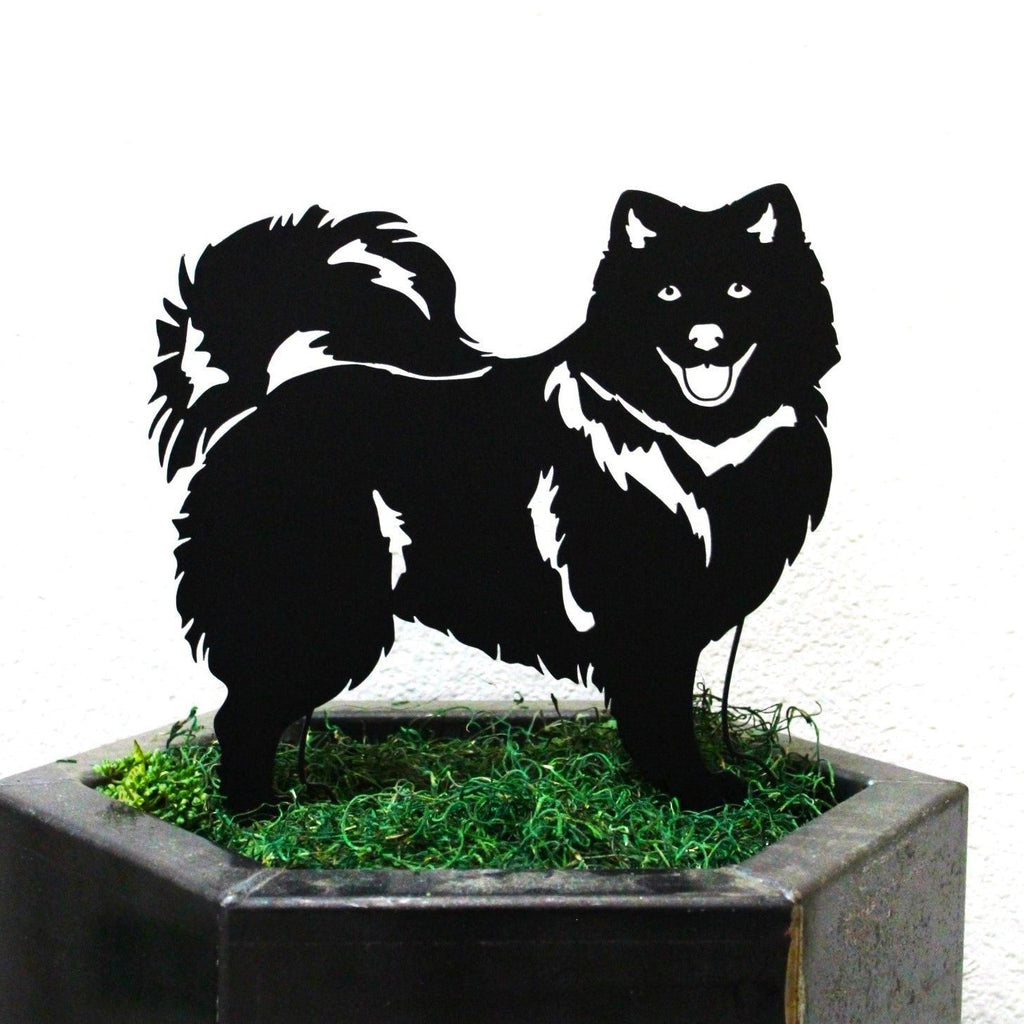 Japanese Spitz