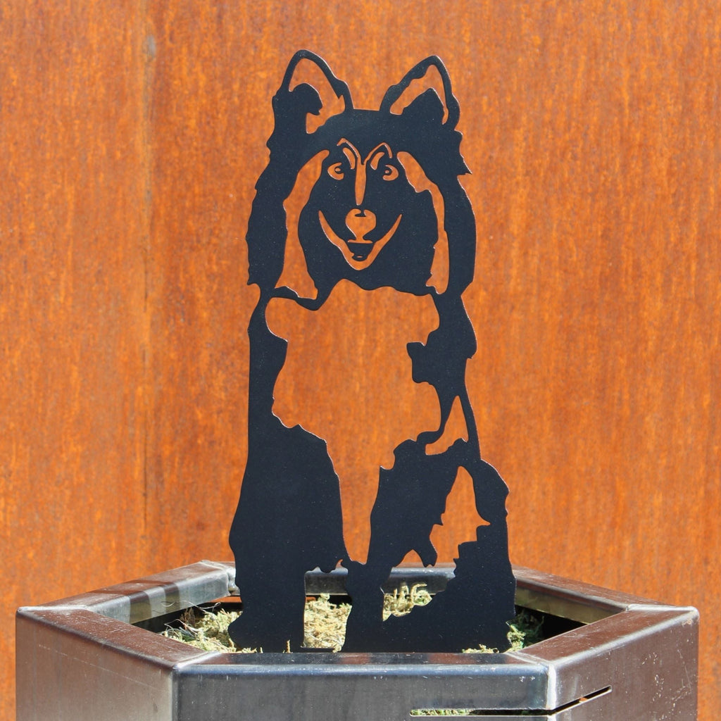 Shetland Sheepdog