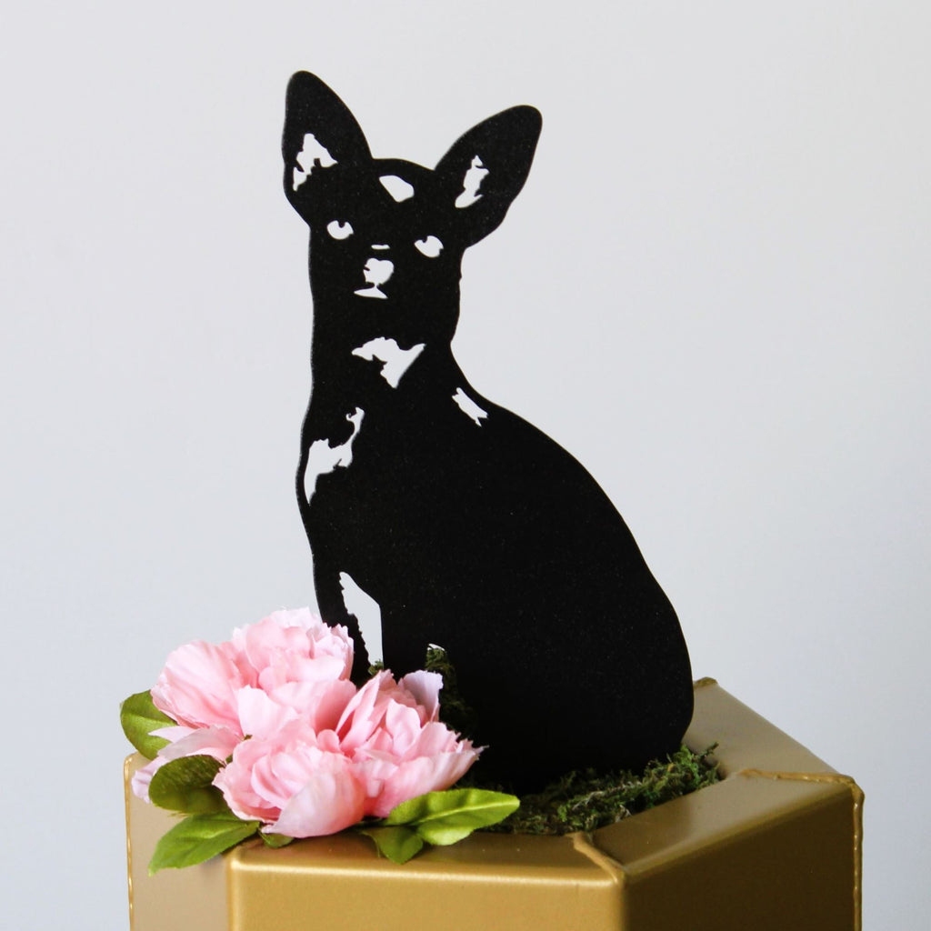 Chihuahua