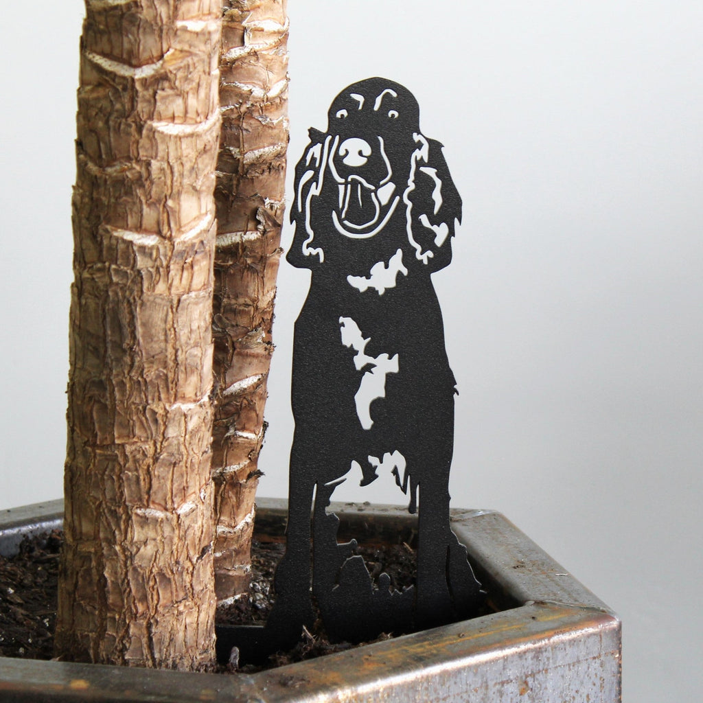 English Setter