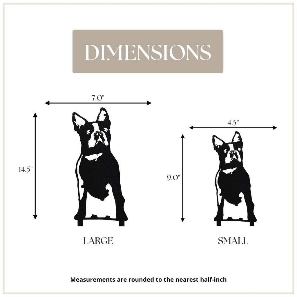 Boston Terrier