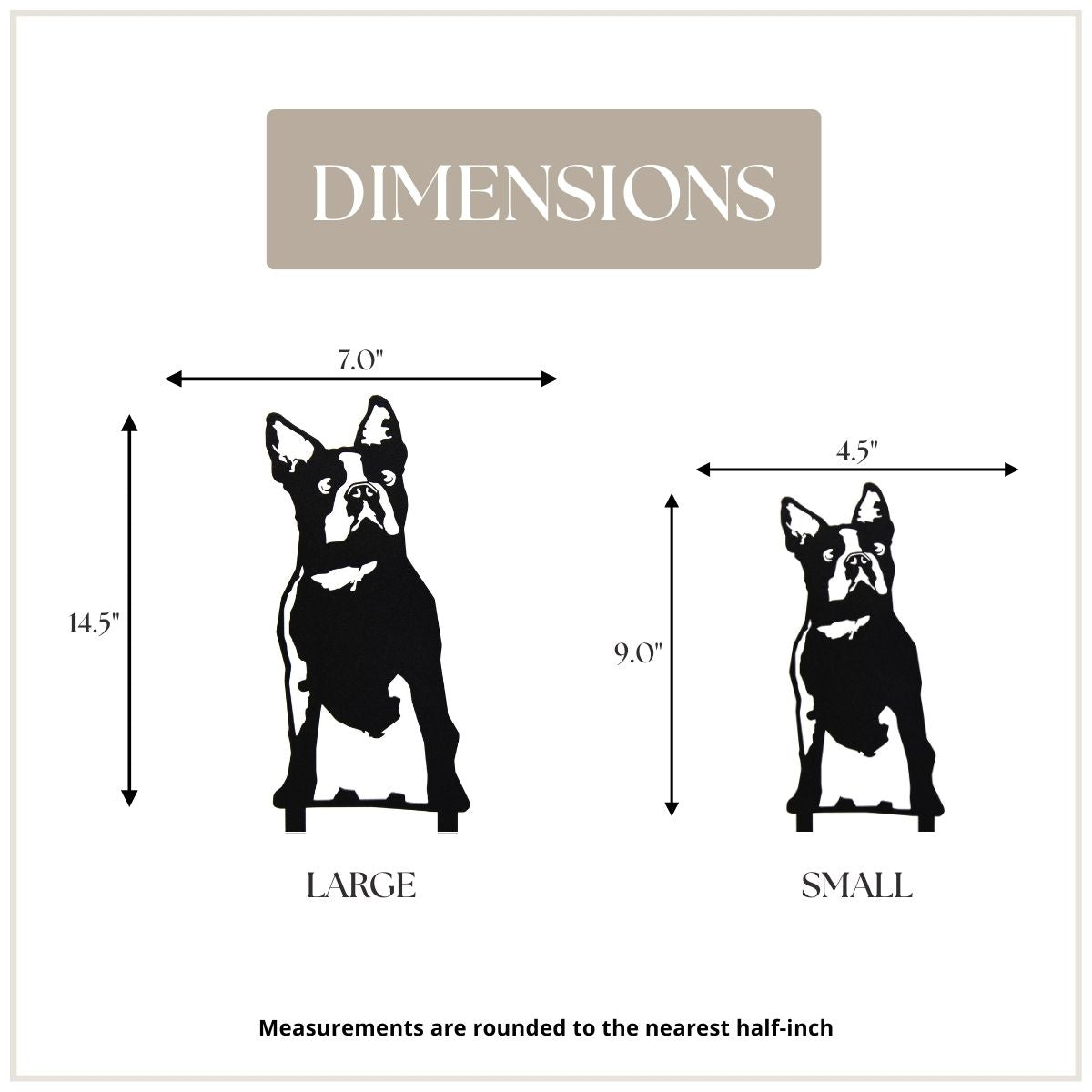 Boston Terrier