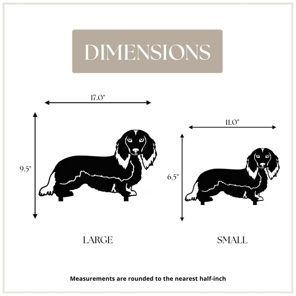Dachshund - Longhaired