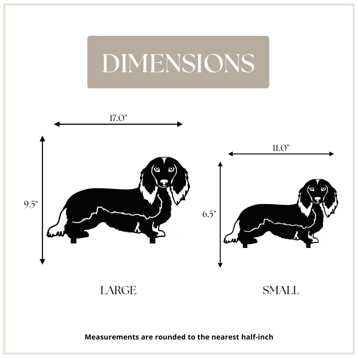 Dachshund - Longhaired