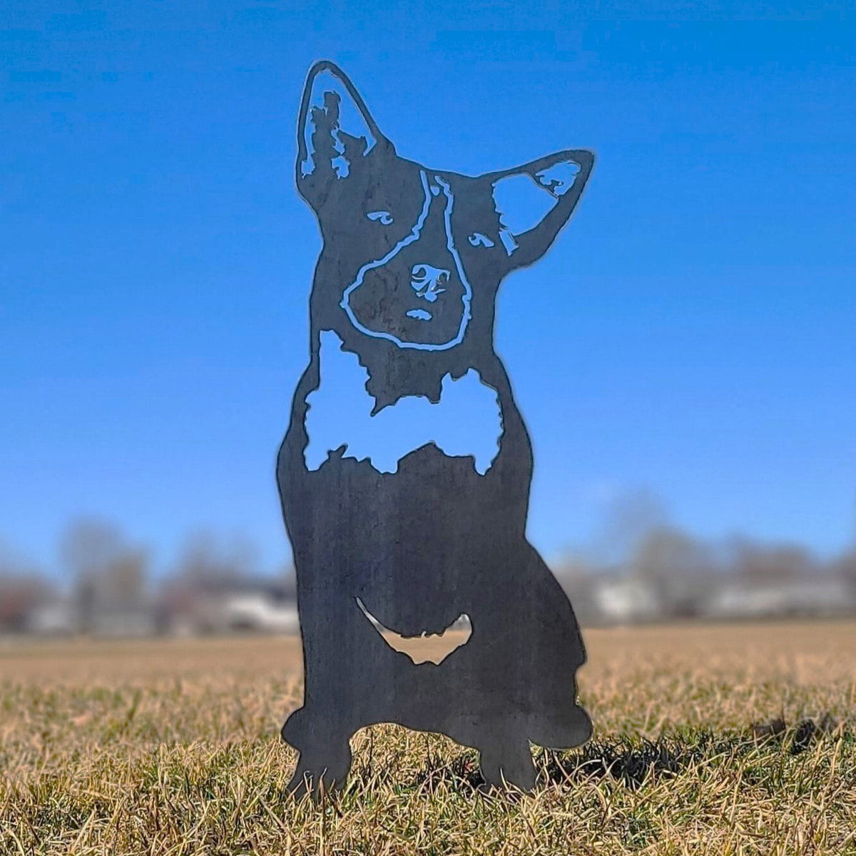 Australian Cattle Dog