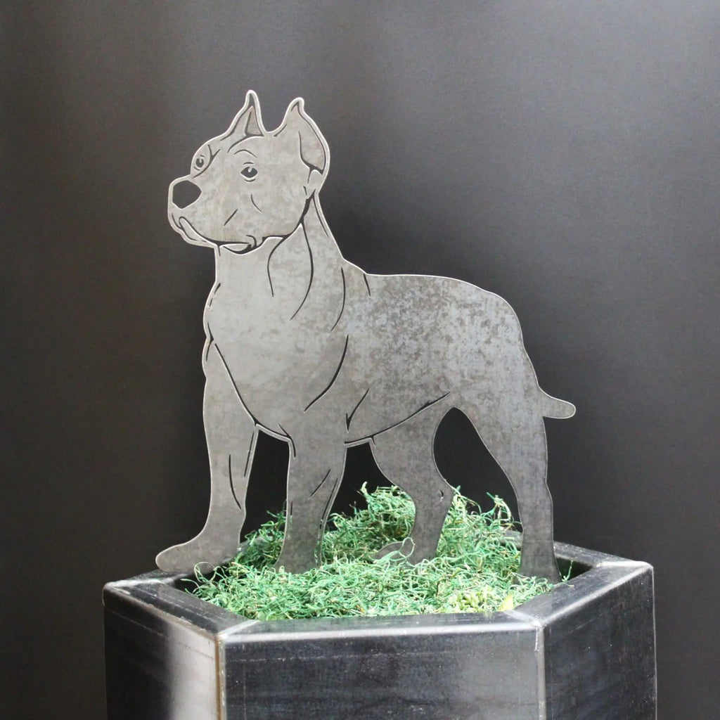 Dogo Argentino