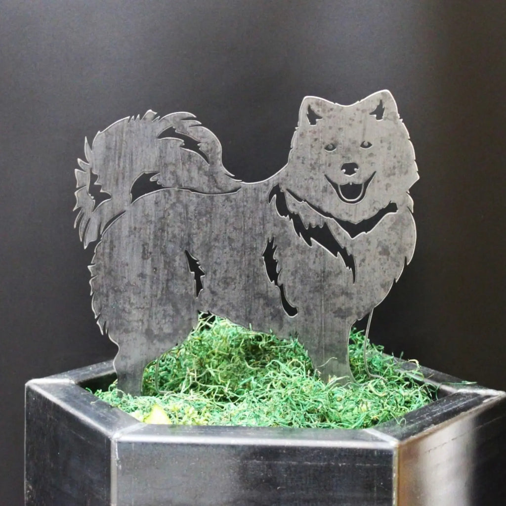Japanese Spitz