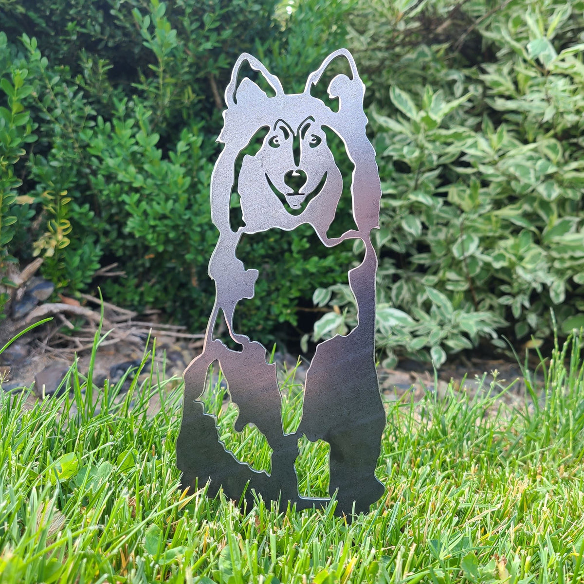 Rough Collie