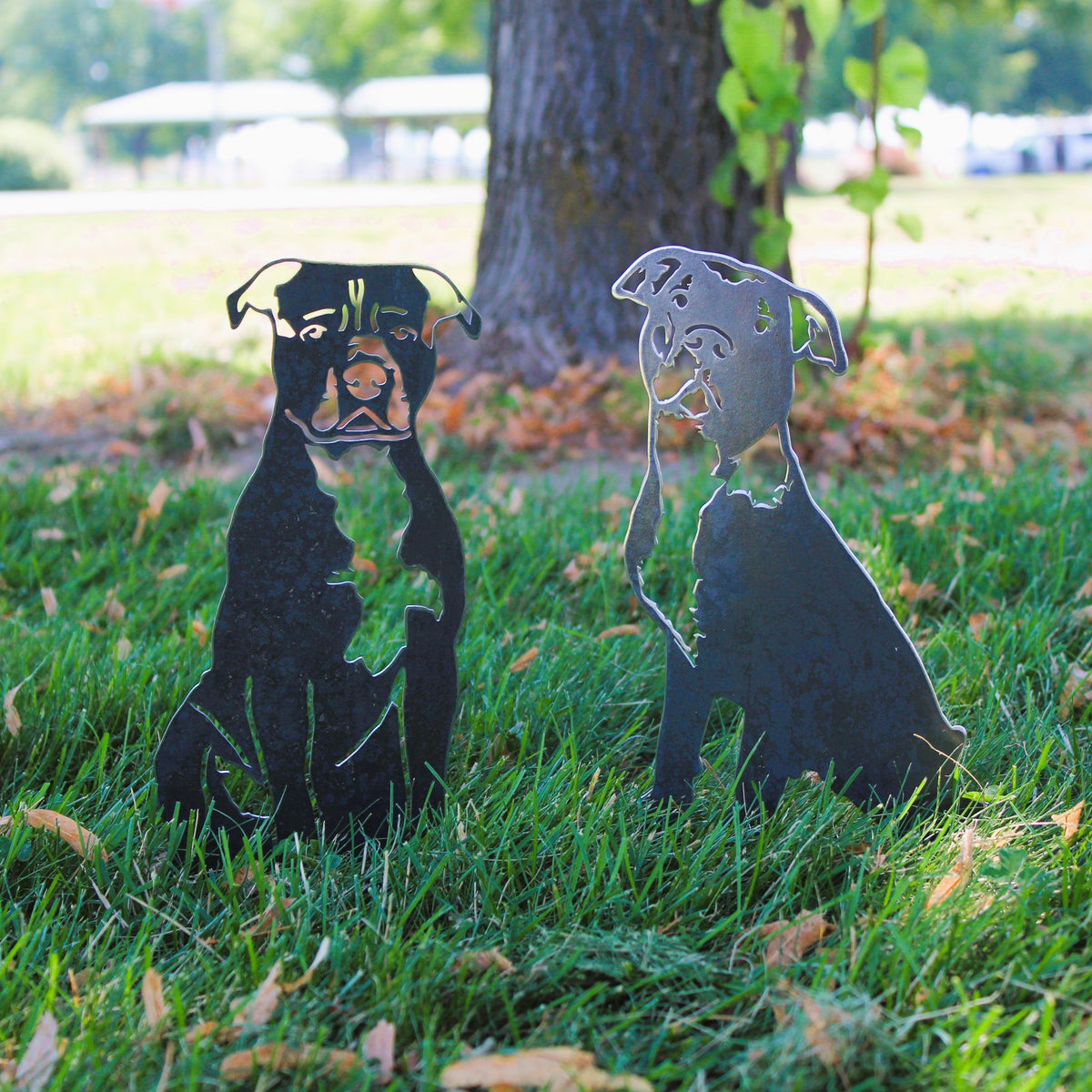 American Pit Bull Terrier