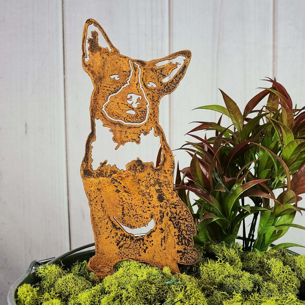 Australian Cattle Dog