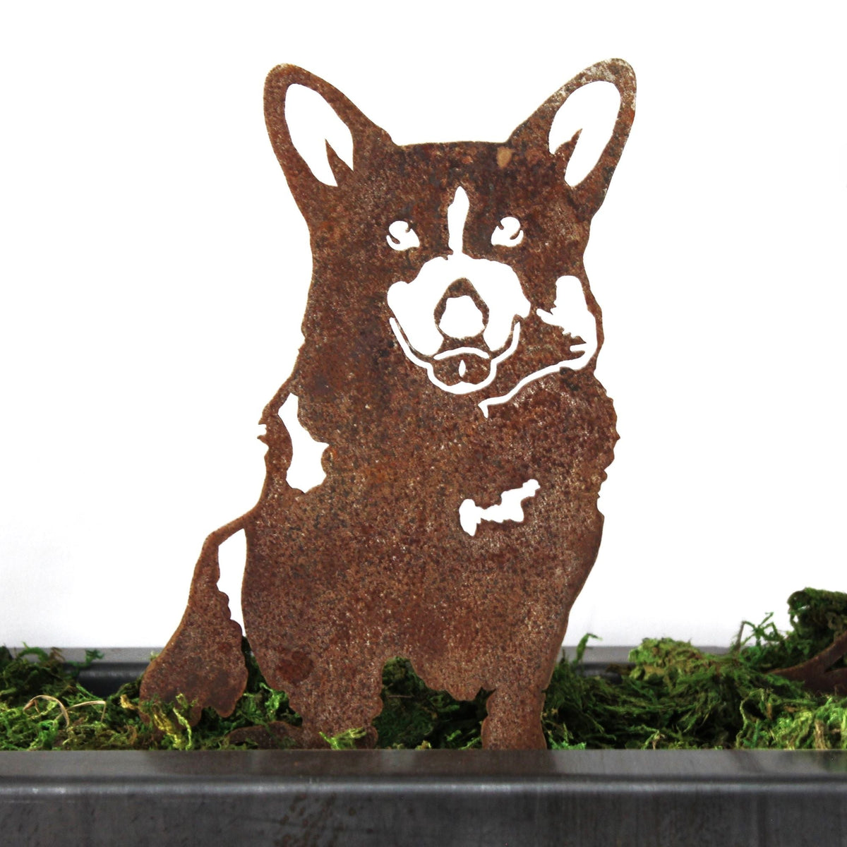 Corgi