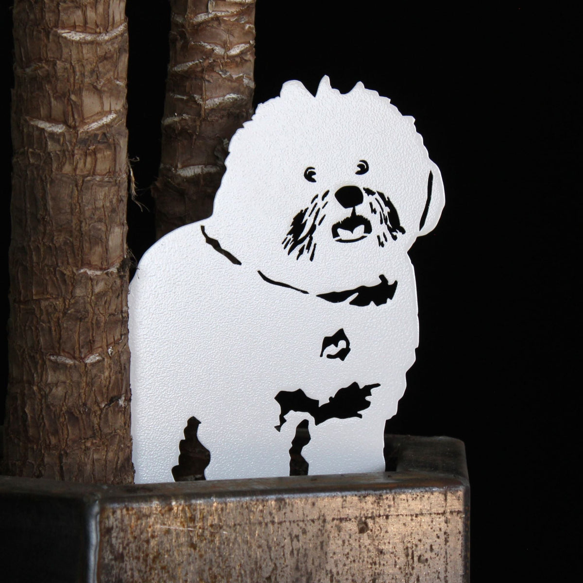 Bichon Frise