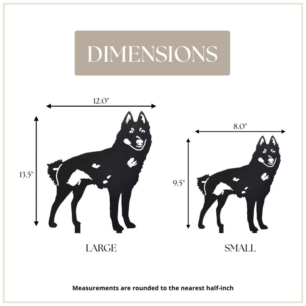 Schipperke