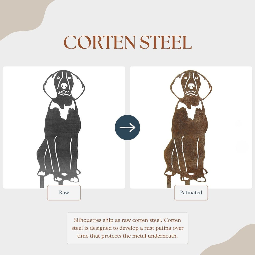 American English Coonhound