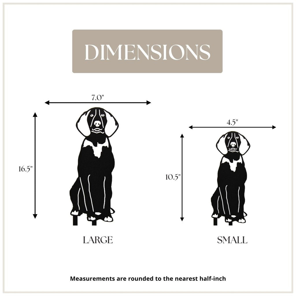 American English Coonhound